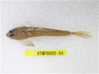 藏品(絲鰭斜棘(魚銜))的圖片